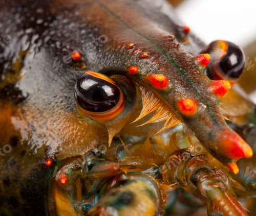 Preview: Macro of living lobster