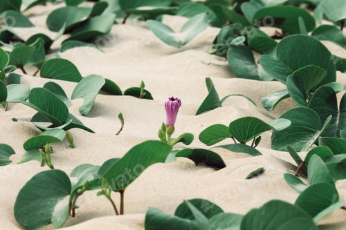 Preview: A rosebud among green leaves on the sand