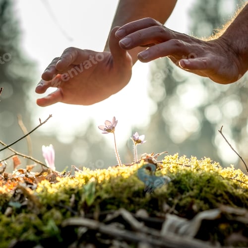 Preview: Conceptual image of male hands making a protective gesture over a small spring flowers
