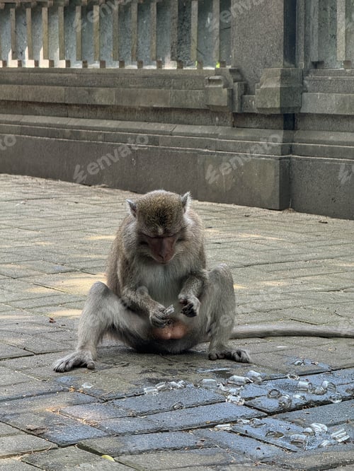 Preview: Thoughtful Monkey Holds Ice Cubes on Paved Ground