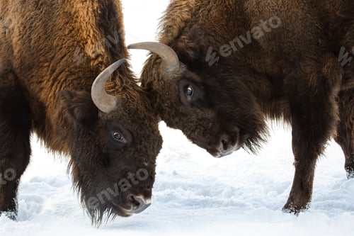Preview: Close-up of two European bison males fighting over territory