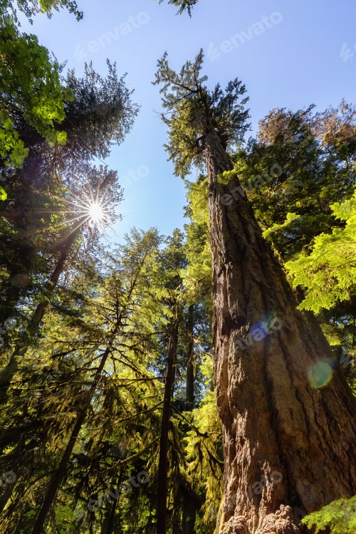 Preview: Lush Green Rain Forest in Pacific Northwest. MacMillan Provincial Park