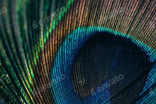 Preview: Closeup of beautiful and colorful peacock feathers.