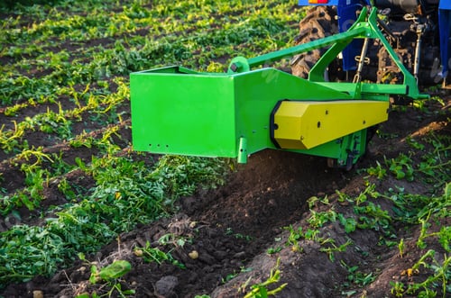 Preview: The process of digging up a crop of potatoes.