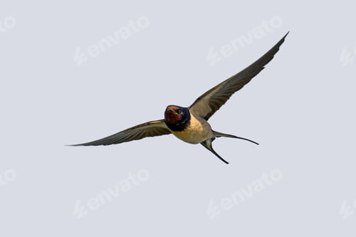 Preview: Barn swallow (Hirundo rustica)