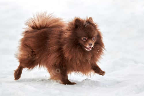 Preview: Happy Pomeranian Spitz dog on winter outdoor walking on snow, cute chocolate brown Spitz puppy