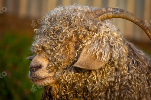 Preview: Angora goats grazing in the field
