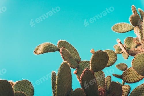 Preview: green prickly pear cactus on turquoise background