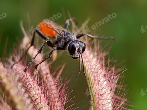 Preview: Red tail bee