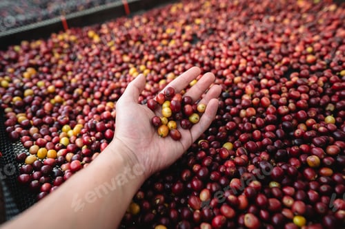 Preview: Coffee cherry beans in hand checking for good coffee beans