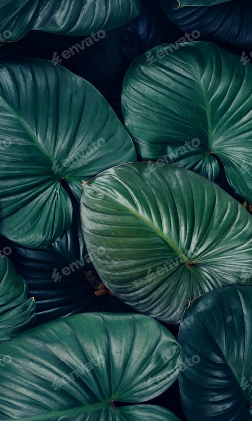 Preview: closeup tropical green leaves background.