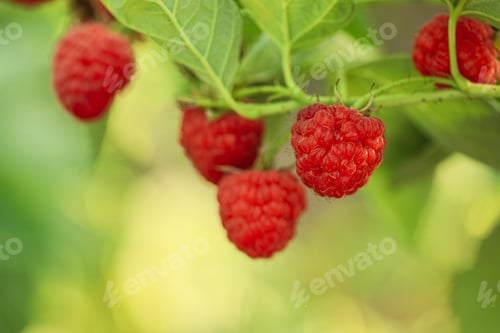 Preview: Raspberry bush with tasty ripe berries in garden, closeup