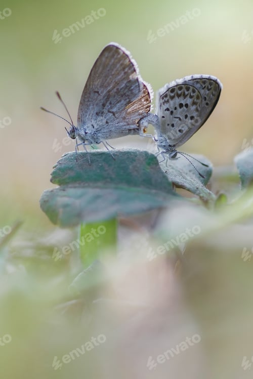 Preview: mating butterfly