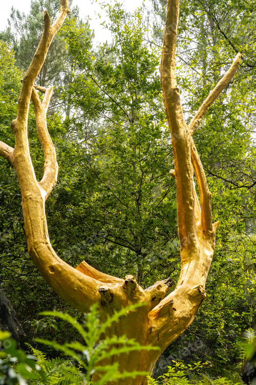 Preview: Arbre Dor in the Broceliande forest, French mystical forest located