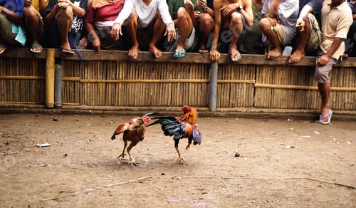 Preview: Two black brown colored roosters having a cockfight in an arena in the afternoon for sport while