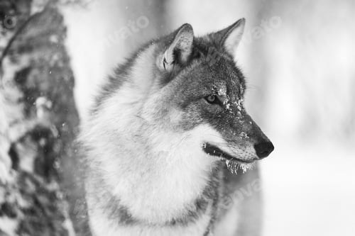 Preview: Closeup of focused wolf with wild eyes in the winter forest