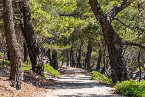Preview: Trail passing through lush pine tree woods on sea shore