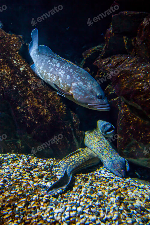 Preview: Beautiful shot of brook trout fish - underwater life