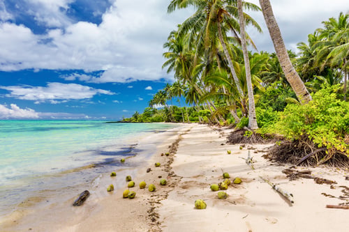 Preview: Wild beach with palm trees and coconuts on south side of Upolu,