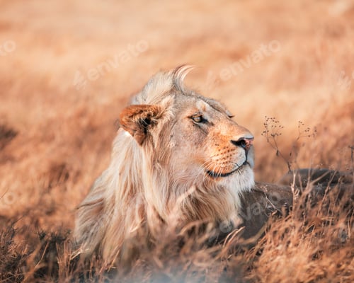 Preview: Powerful lion relaxing in a tranquil wilderness setting, lounging in the tall golden grass