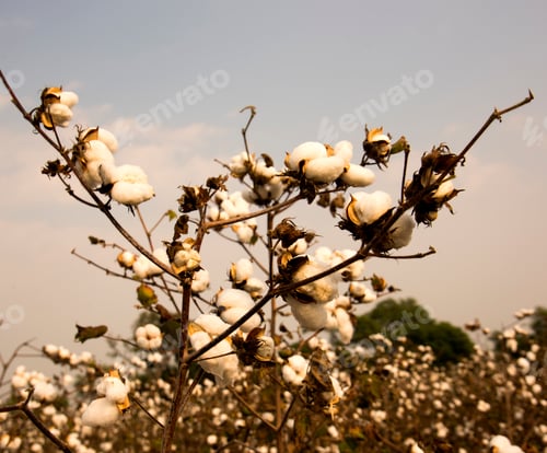 Preview: Cotton field white with ripe cotton ready for harvesting, India