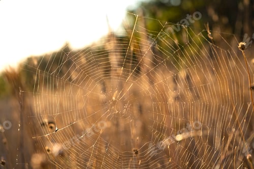 Preview: Spider web in a meadow.