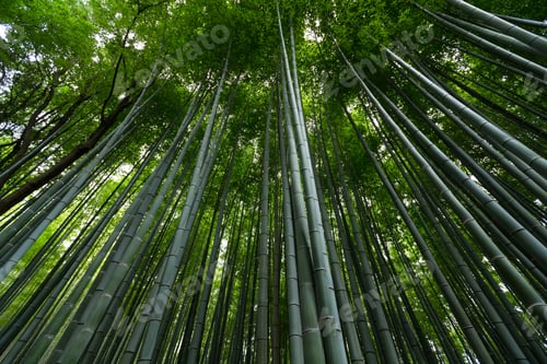 Preview: Greenery Bamboo forest