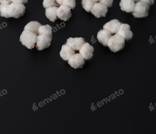 Preview: Cotton flowers isolated on black background. studio shot flat lay top view