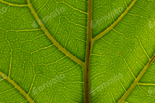 Preview: Micro close up of green leaf and copy space