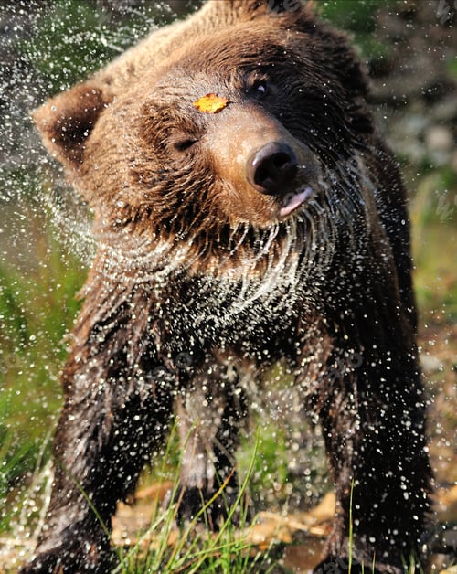Preview: Bear