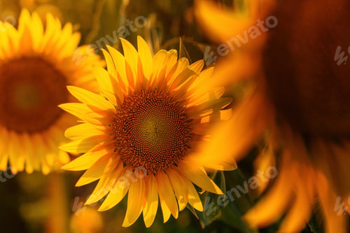 Preview: Beautiful sunflower flower heads blooming in cultivated field in summer