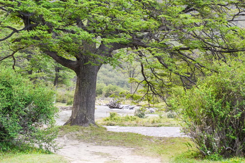 Preview: Tranquil river meandering between trees creating a peaceful scene