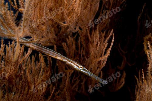 Preview: Trumpetfish in gorgonian.