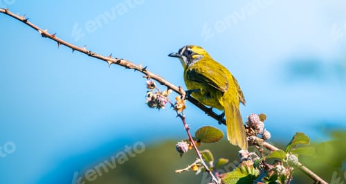 Preview: Yellow-eared bulbul bird perch on tree branch with wild berries at Horton Plains National Park