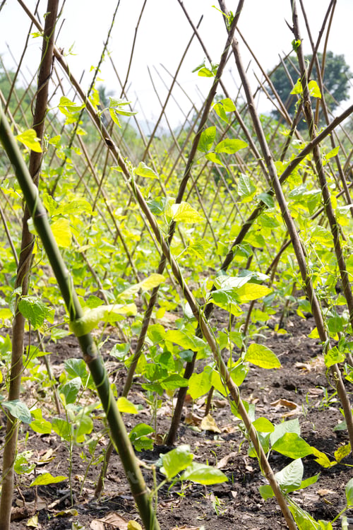 Preview: string bean in the garden