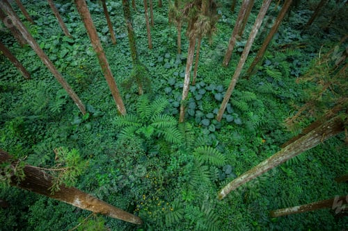 Preview: Top down view of the forest