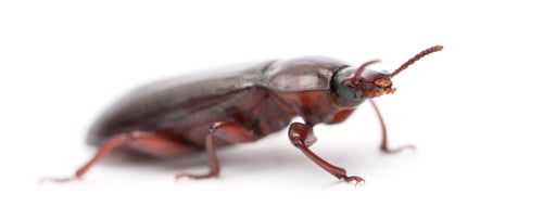 Preview: Mealworm, Tenebrio molitor, in front of white background