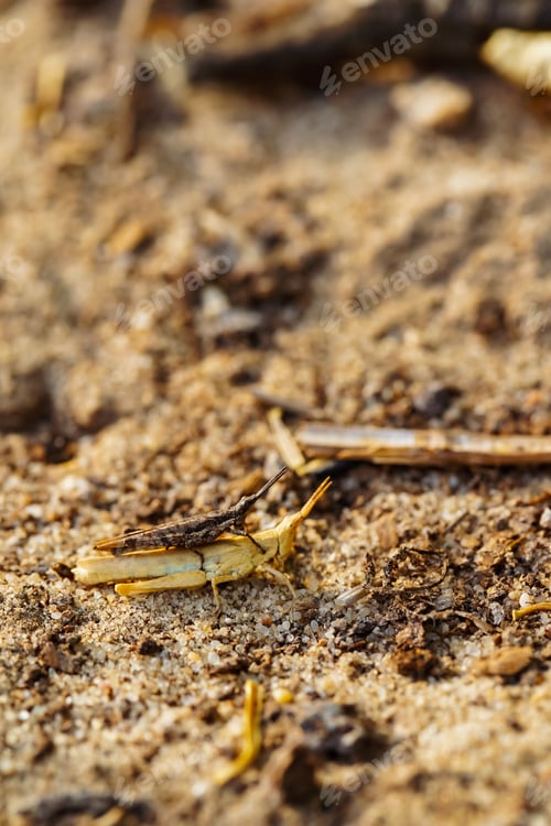Preview: Macro shot of two Grasshoppers crawling through dirt, one seated on the other