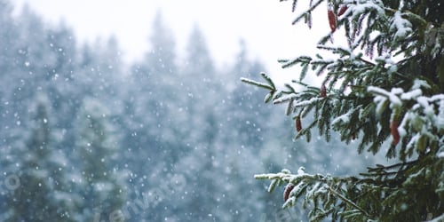 Preview: Christmas Winter Background With Fir Tree Branches and Blurred Forest Background