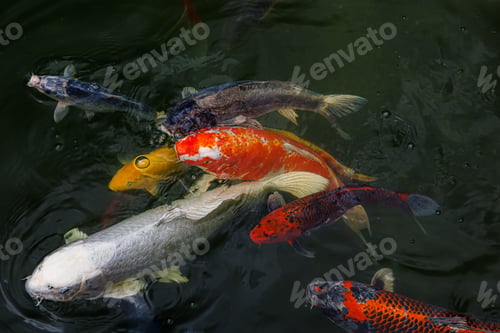 Preview: A flock of koi fish ornamental carps emerge and swim in the lake.