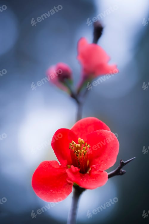 Preview: Red flowers of ornamental cherry tree