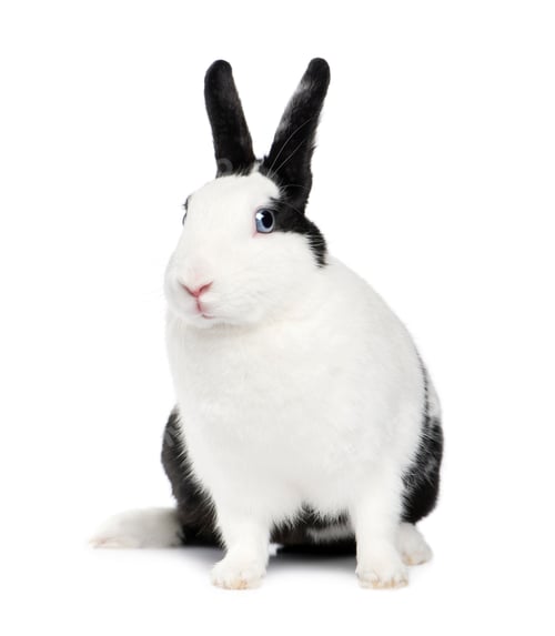 Preview: Rabbit (11 months)