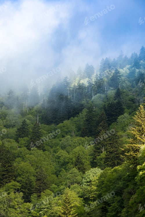 Preview: Mist in the Great Smoky Mountains of North Carolina