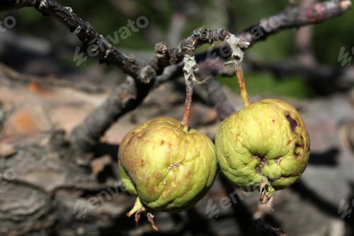 Preview: Rotten apple on a tree branch.