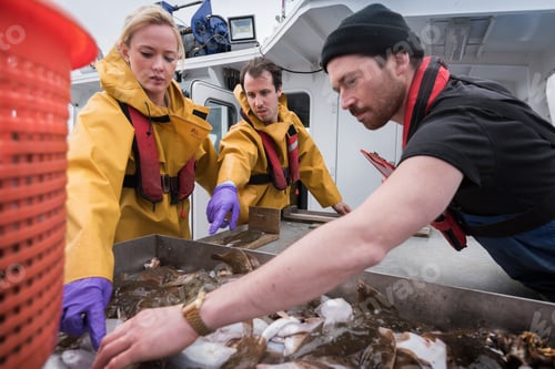 Preview: Research scientists measuring fish on research ship