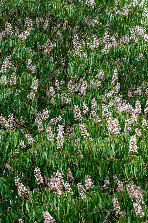 Preview: Flowering European horse-chestnut tree.