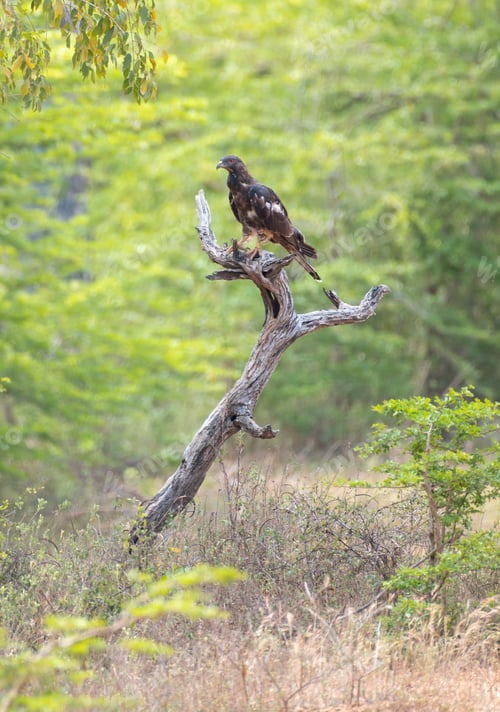 Preview: Oriental honey buzzard bird perch on a dead tree, with a beautiful tropical forest scenery