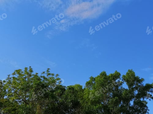 Preview: bush tree texture nature green leaves background trunk rough surface texture plant and white cloud