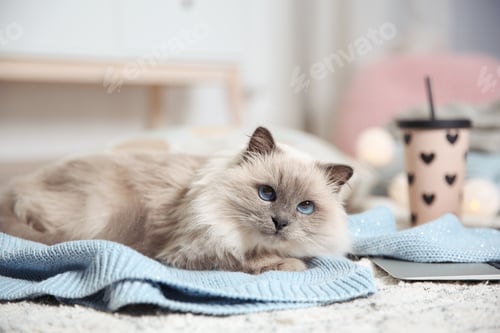 Preview: Cute cat lying on knitted sweater at home. Warm and cozy winter
