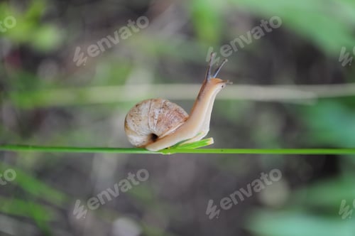 Preview: Snail with long antennae and spiral shell crawling by plant stem. Macro shot of nature